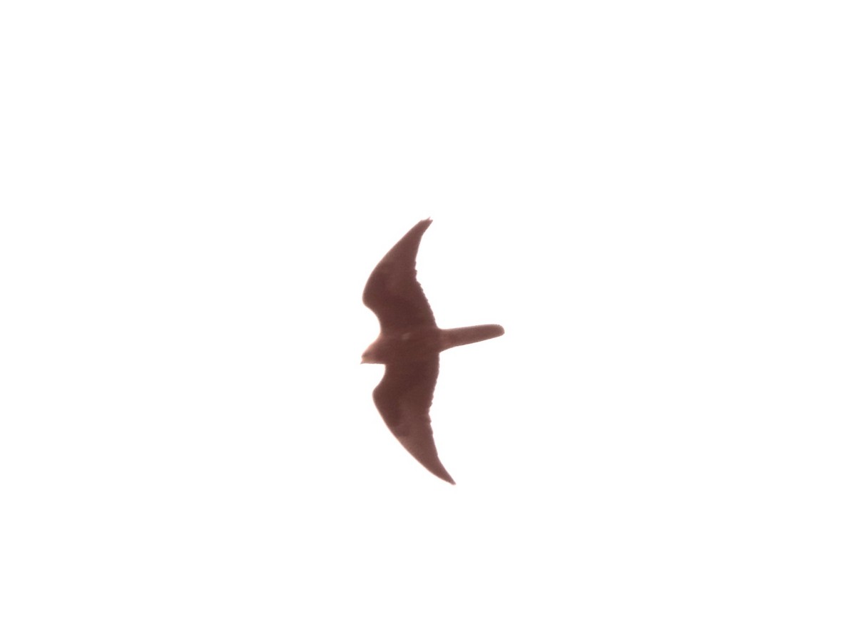 Black Falcon - ML643334140