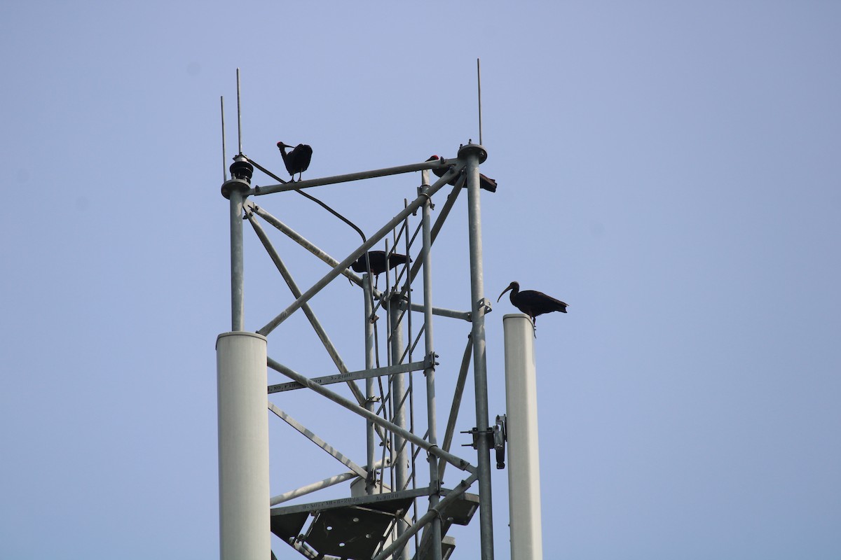 Red-naped Ibis - ML643334142
