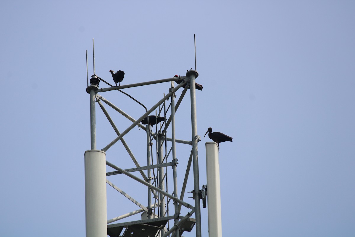 Red-naped Ibis - ML643334143