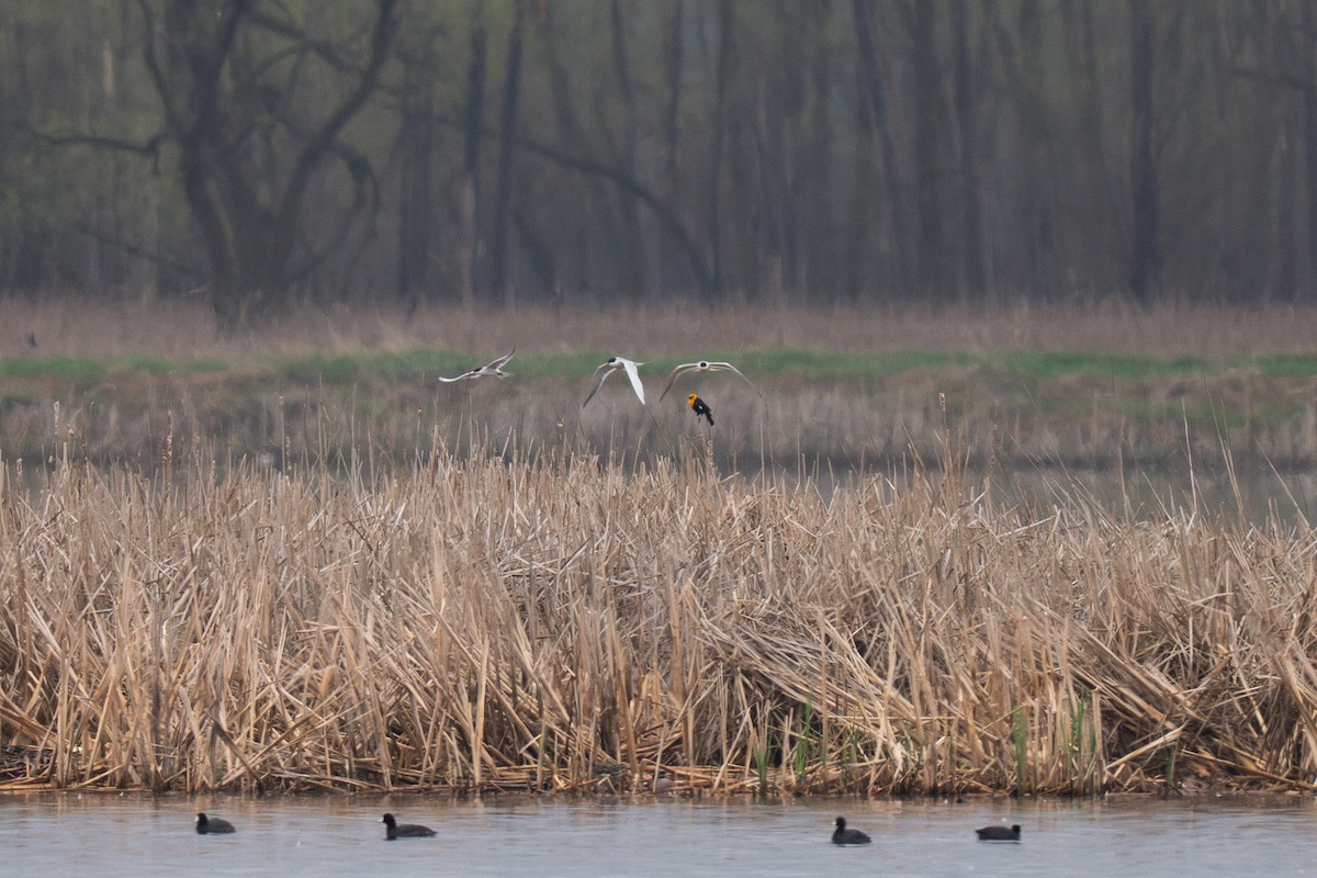 Yellow-headed Blackbird - ML643334154