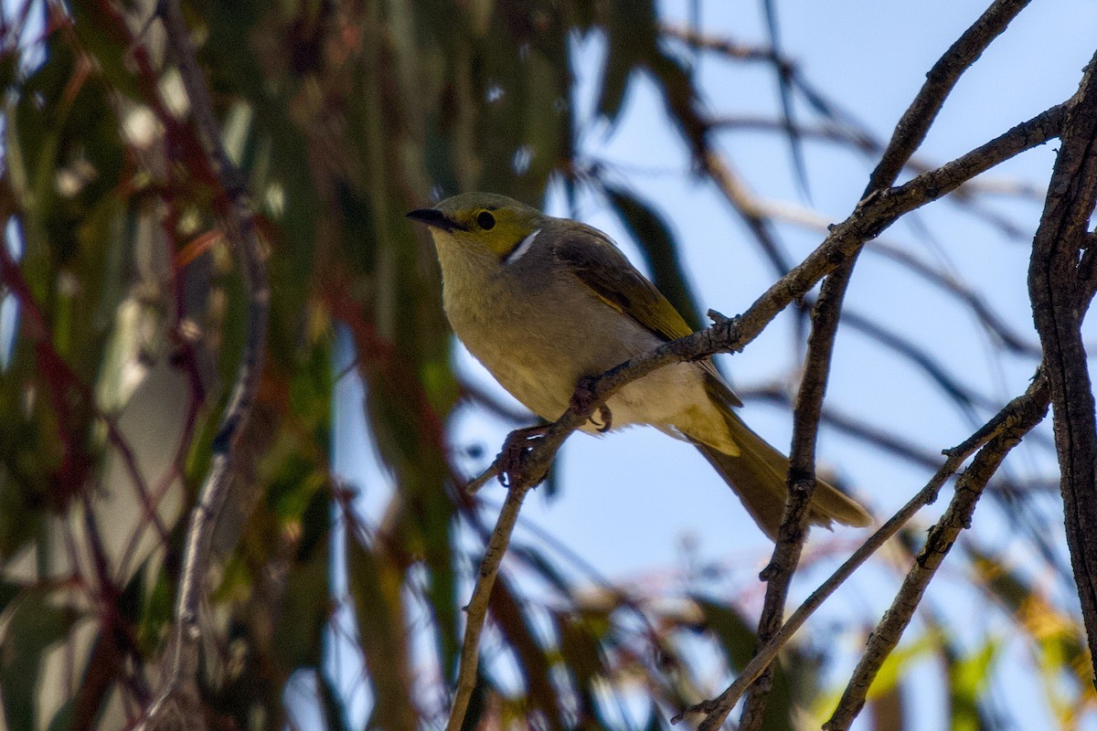 White-plumed Honeyeater - ML643334156