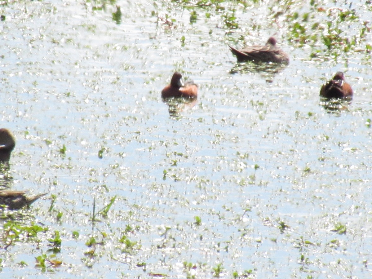 Cinnamon Teal - ML643334161