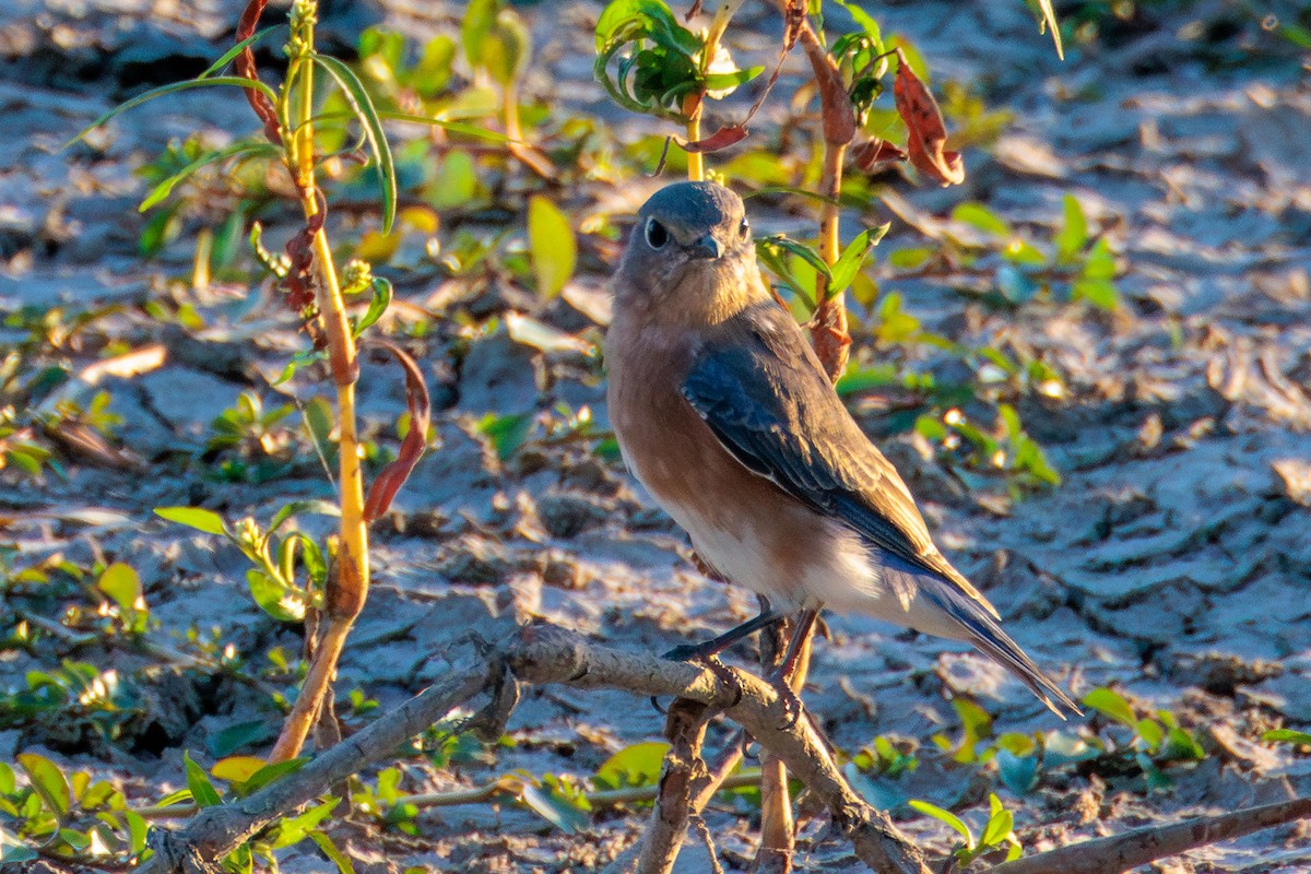 Eastern Bluebird - ML643334164