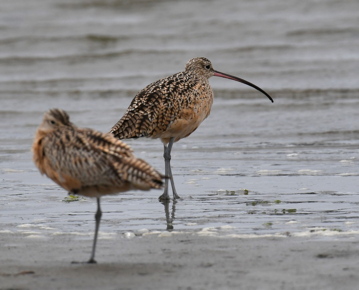 Long-billed Curlew - ML643334165