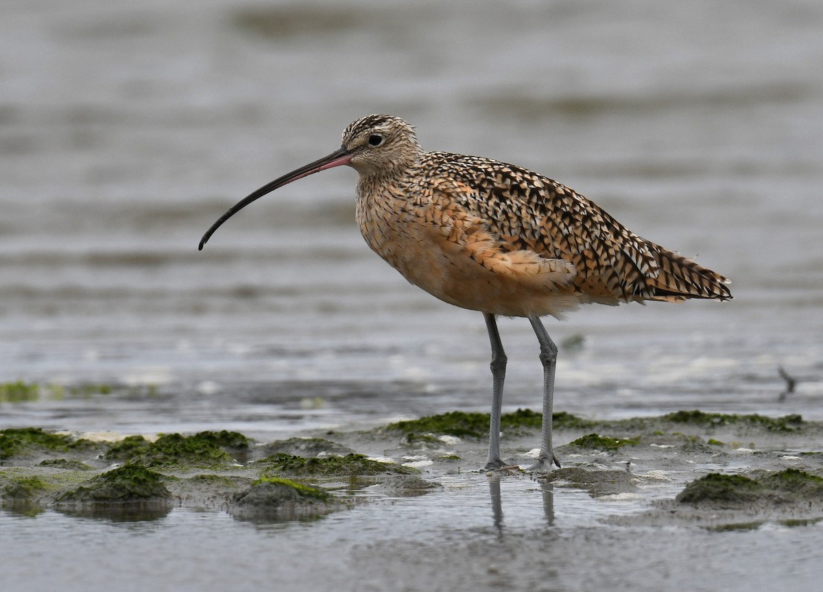 Long-billed Curlew - ML643334166