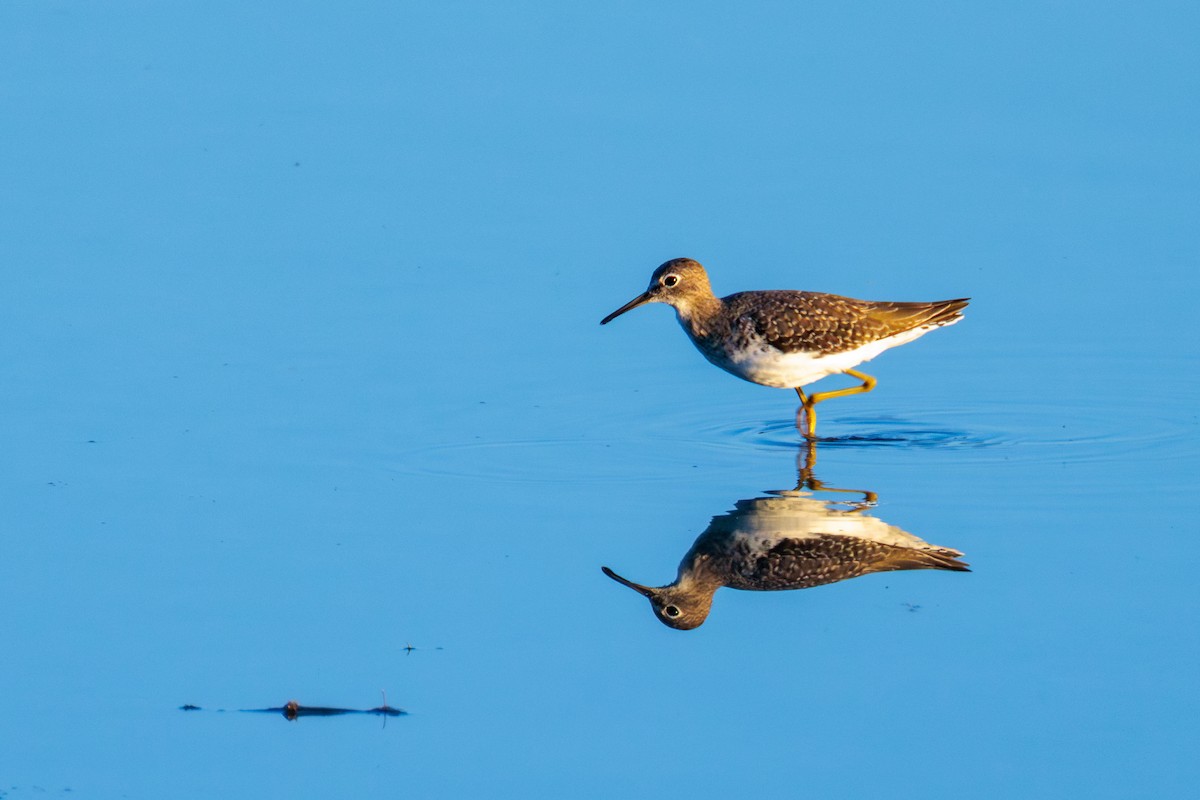 Solitary Sandpiper - ML643334167