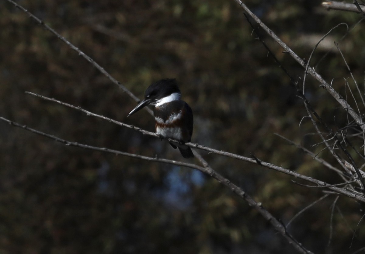 Belted Kingfisher - ML643334172