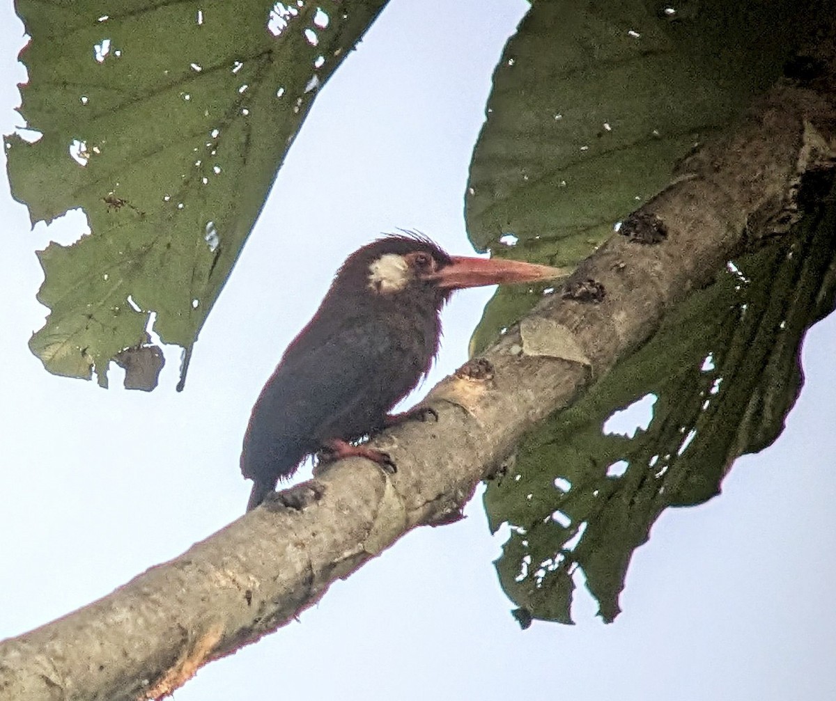 White-eared Jacamar - ML643334178