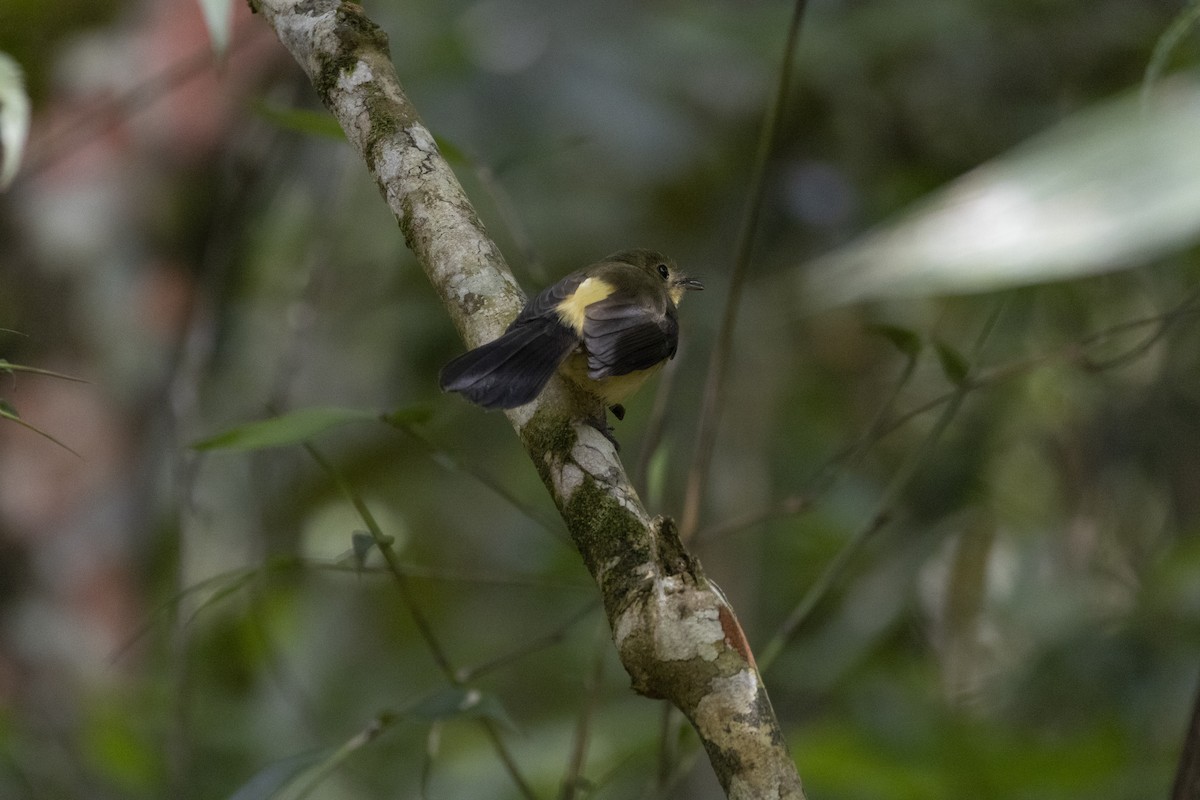 Whiskered Flycatcher - ML643334191