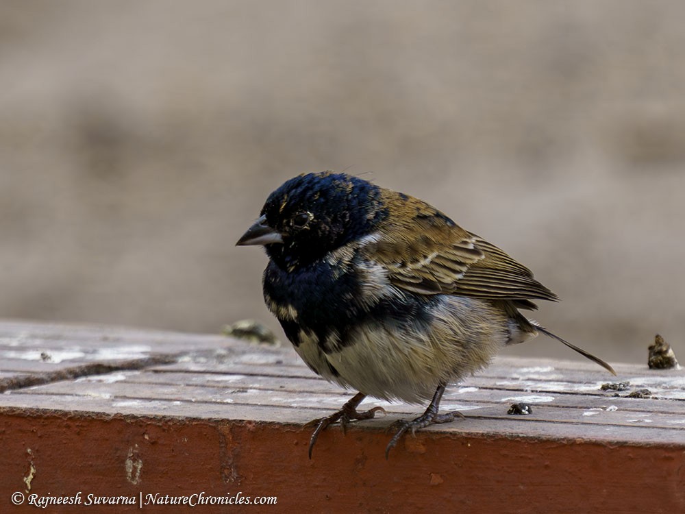 Blue-black Grassquit - ML643334194