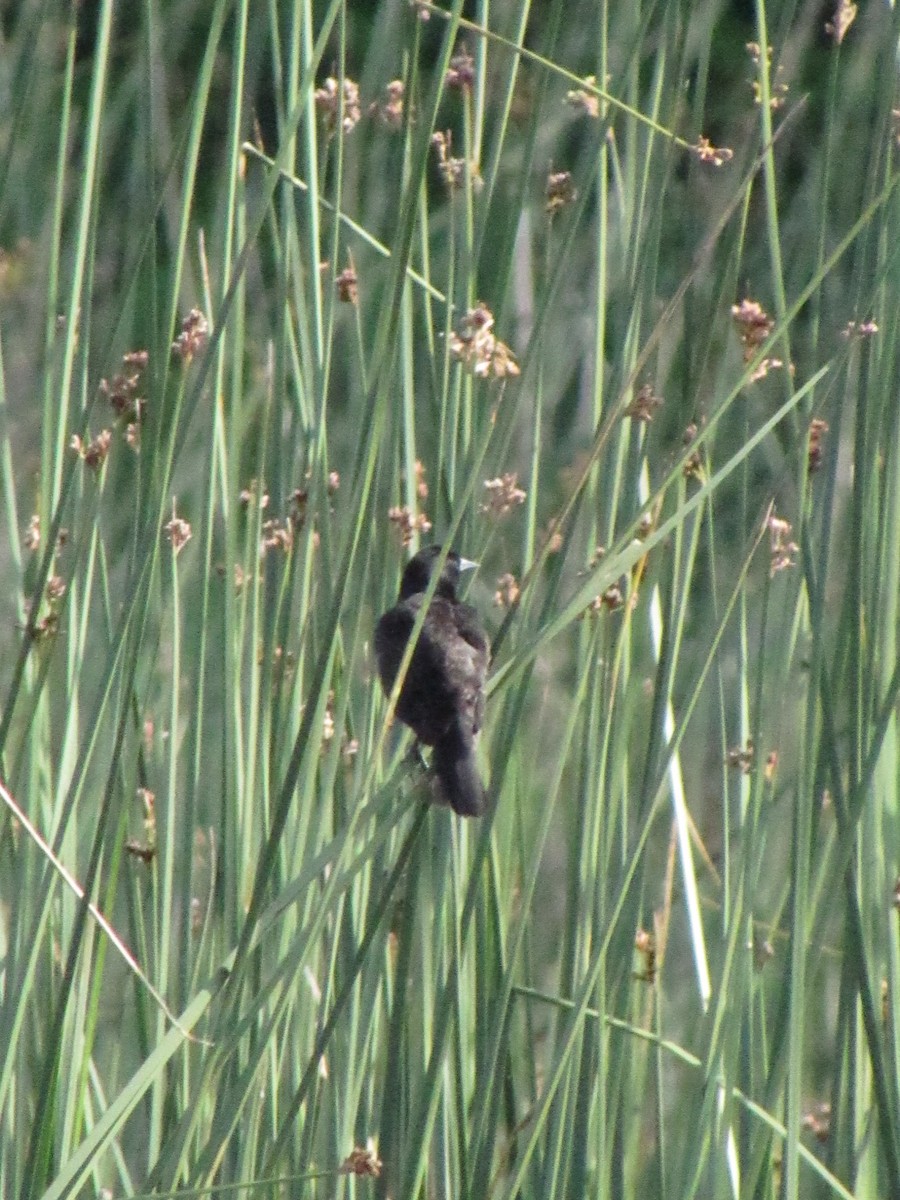 Yellow-winged Blackbird - ML643334196