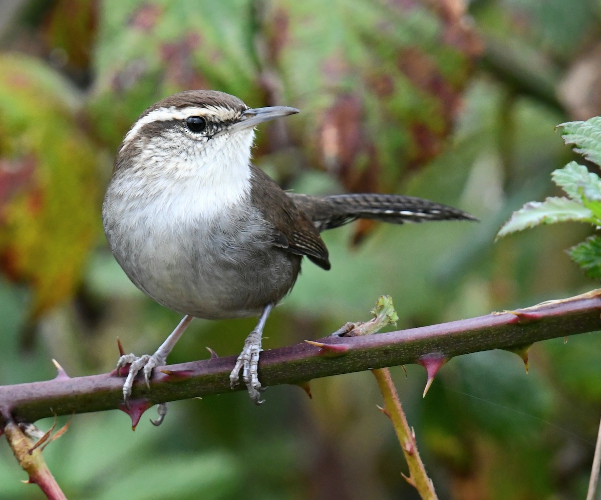 Bewick's Wren - ML643334223