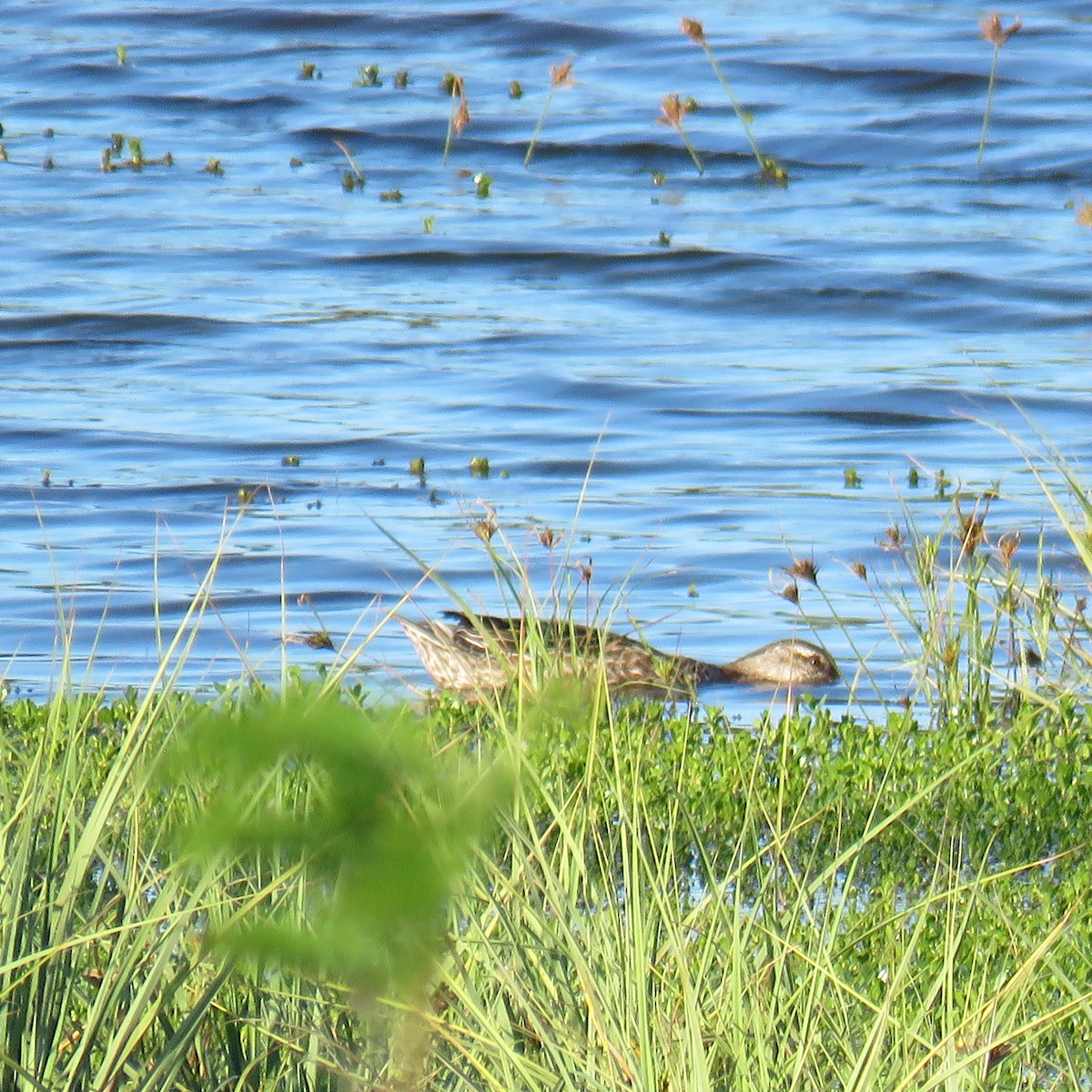 Garganey - ML643334237