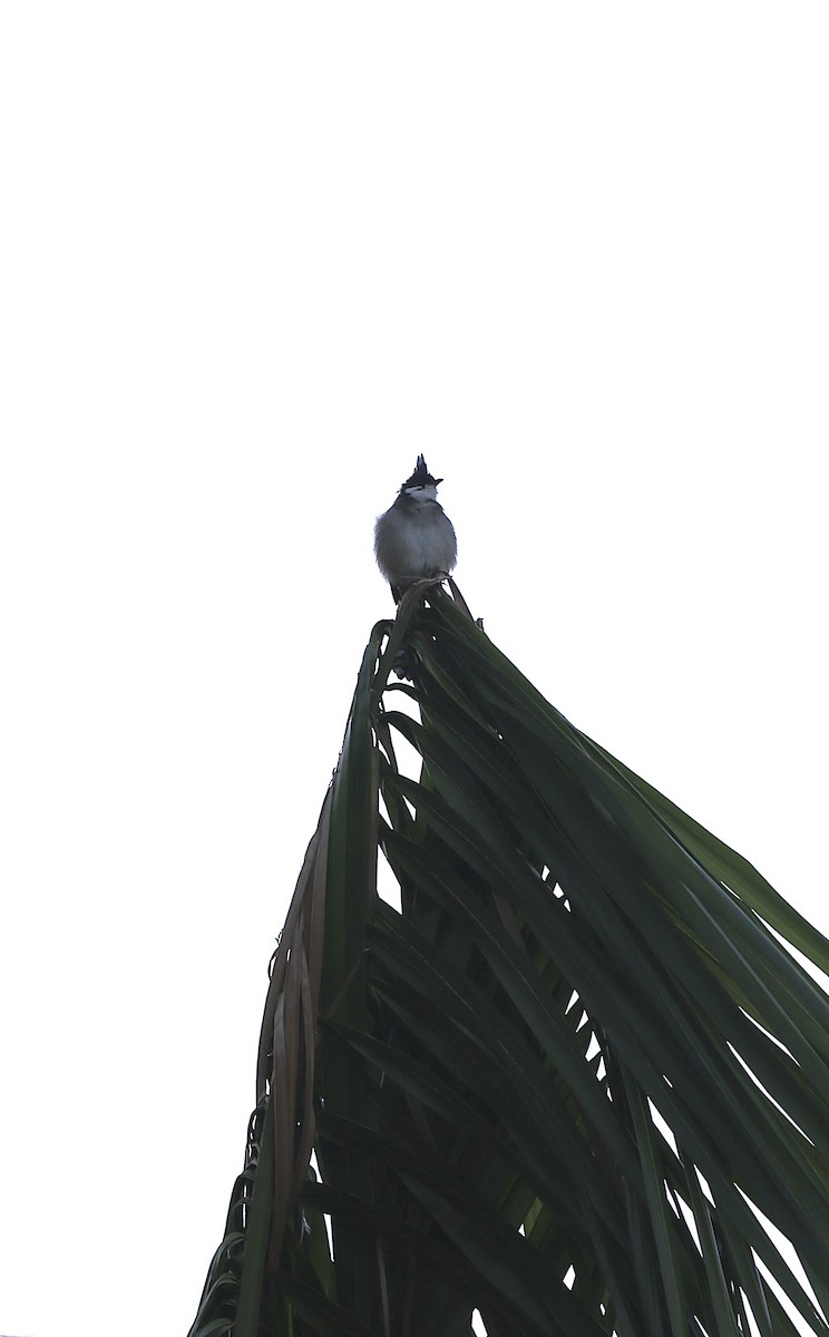 Red-whiskered Bulbul - ML643334238