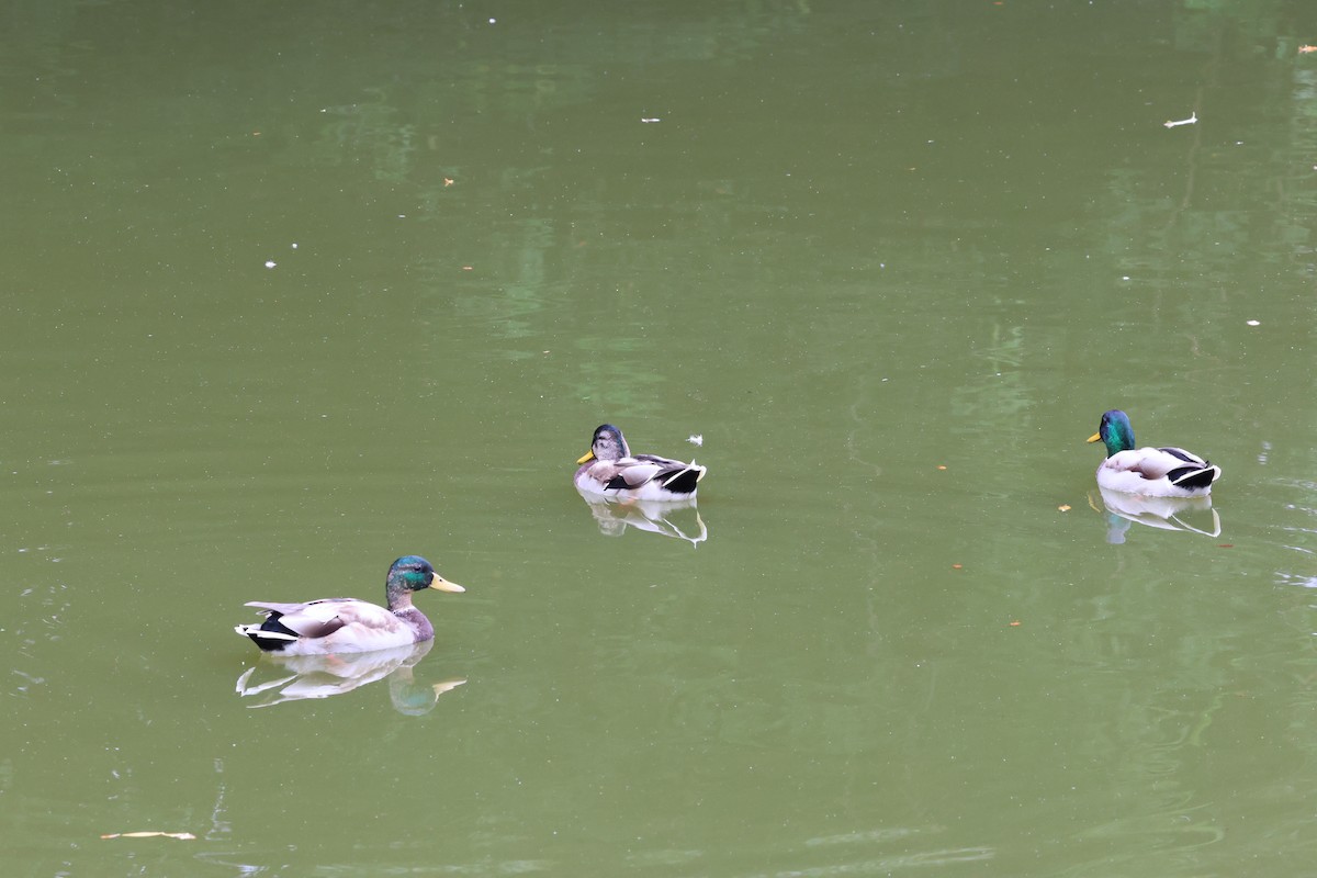 マガモ - ML643334241