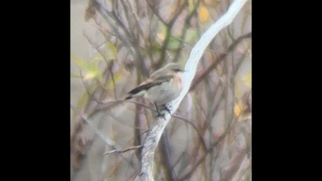 ハシグロヒタキ - ML643334249