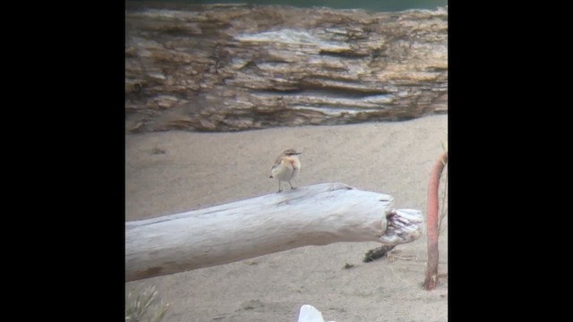 ハシグロヒタキ - ML643334252