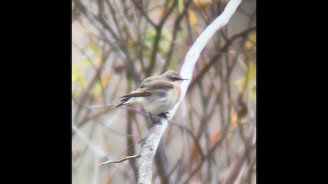 ハシグロヒタキ - ML643334253