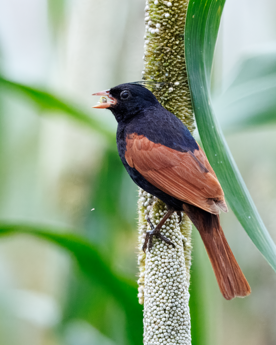 Crested Bunting - ML643334255