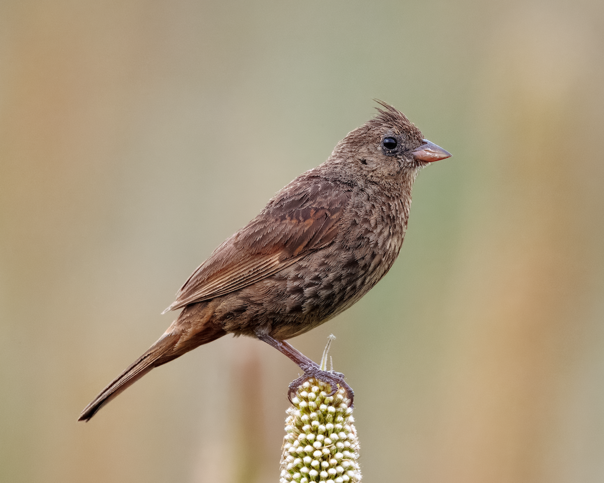 Crested Bunting - ML643334268