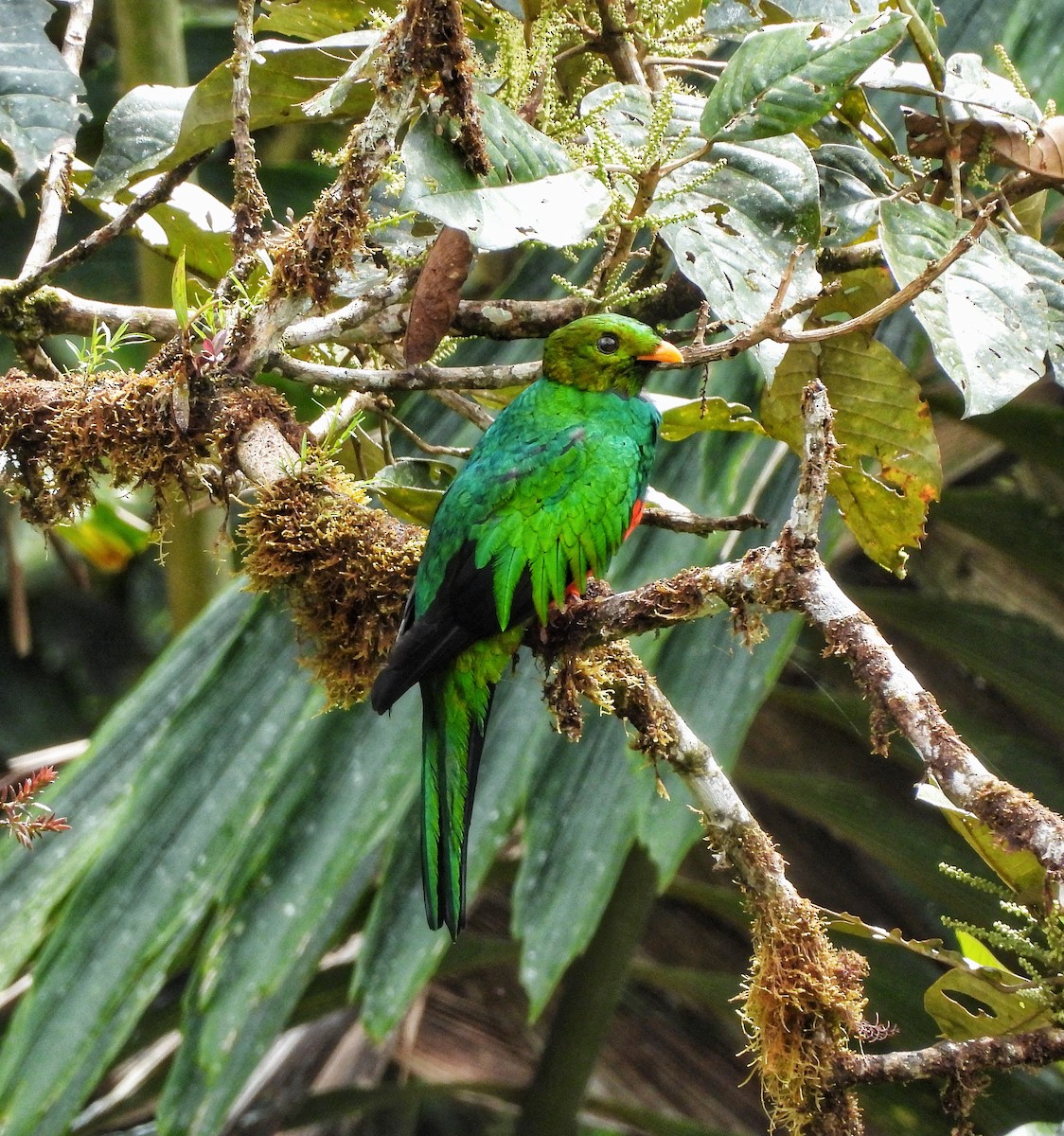 Golden-headed Quetzal - ML643334275