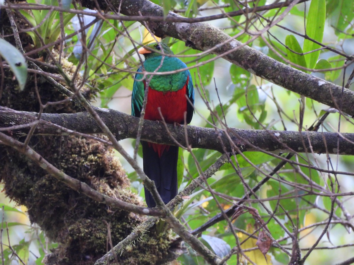 Quetzal doré - ML643334276