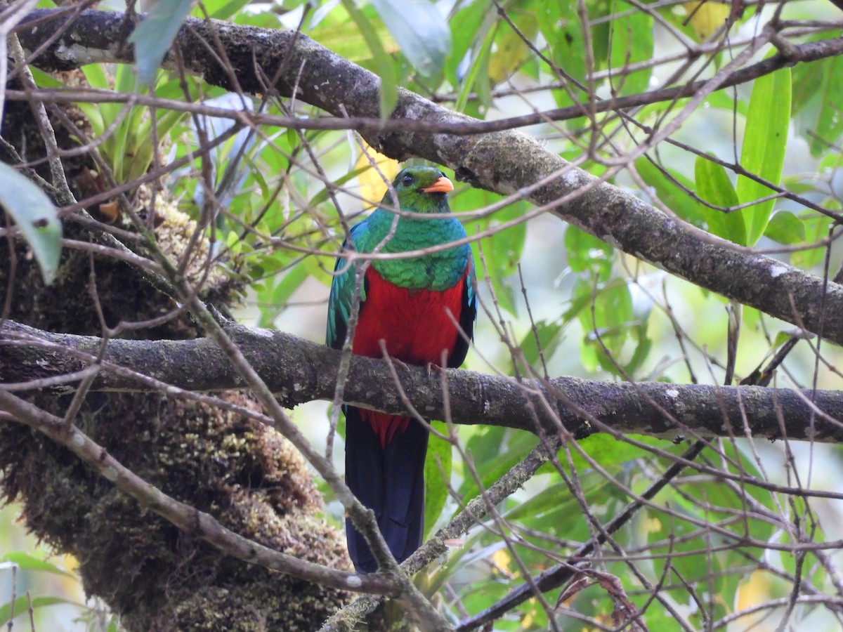 Quetzal doré - ML643334277