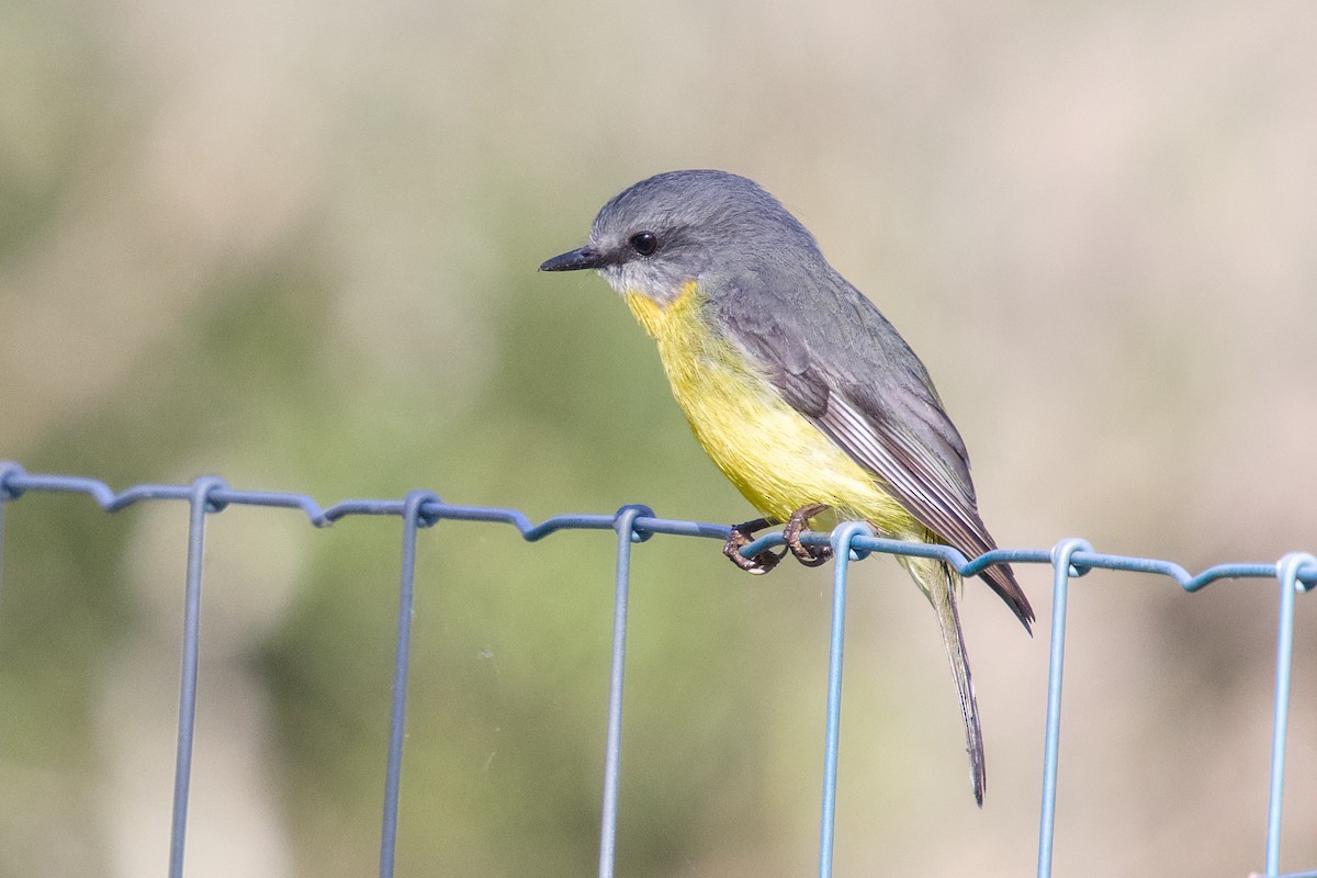 Miro à poitrine jaune - ML643334278