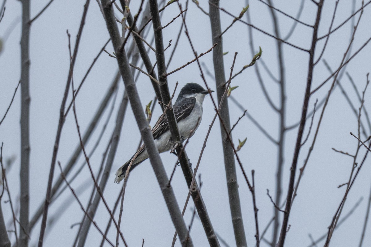 Eastern Kingbird - ML643334304