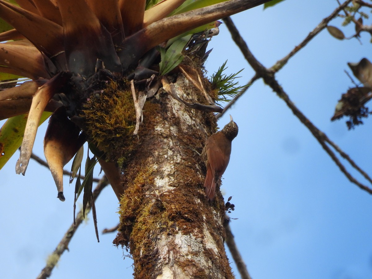 Montane Woodcreeper - ML643334318