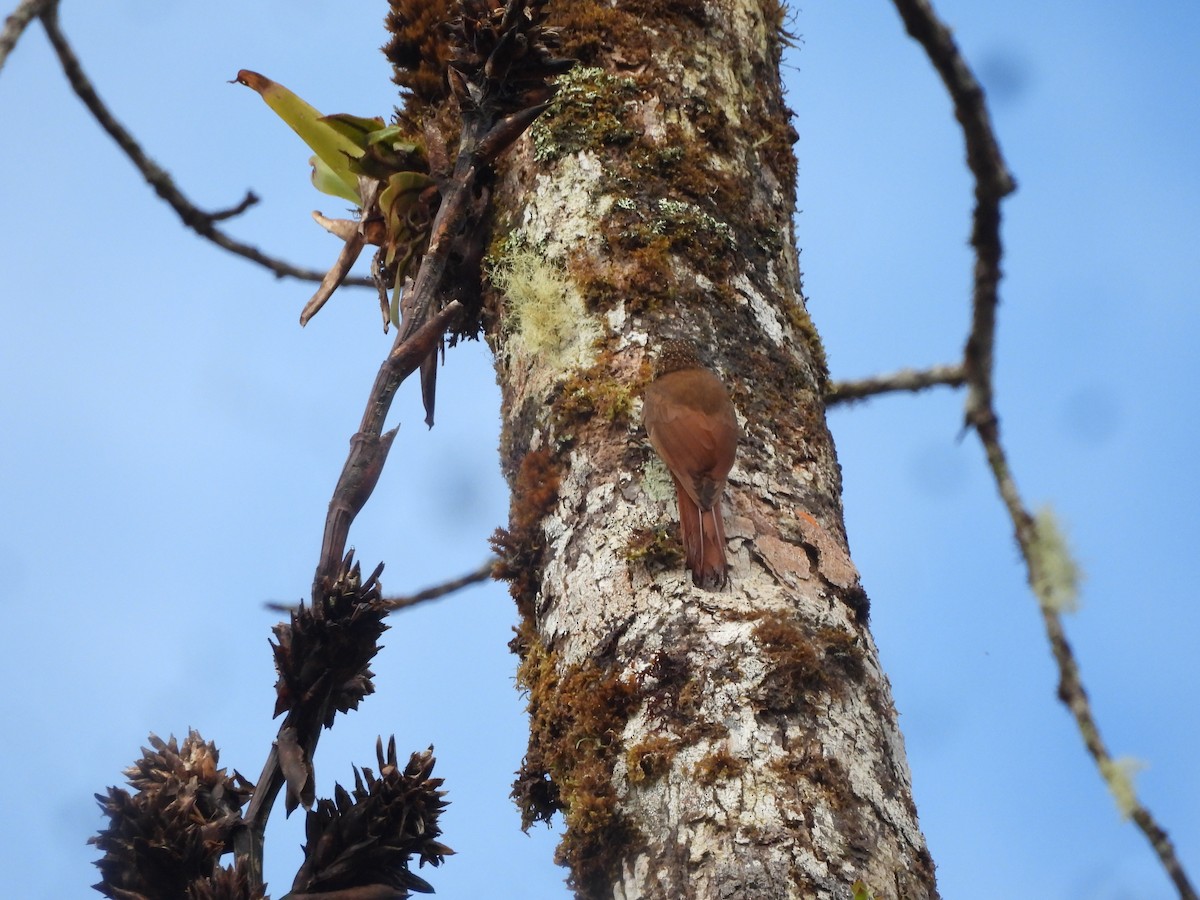 Montane Woodcreeper - ML643334320