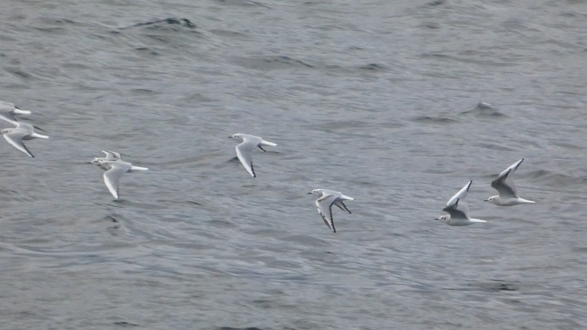 Bonaparte's Gull - ML643334328