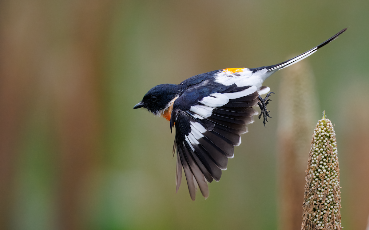 White-bellied Minivet - ML643334331