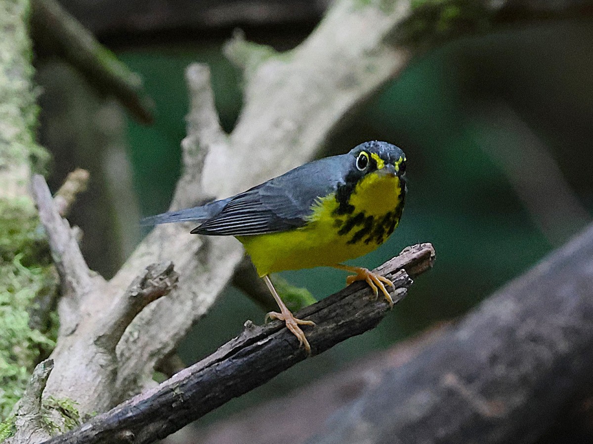 Canada Warbler - ML643334332