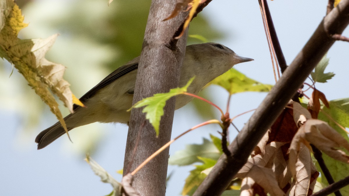 Warbling Vireo - ML643334333