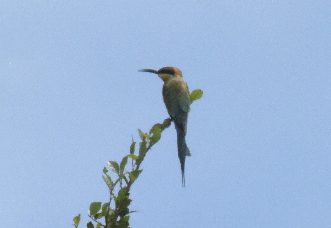 Asian Green Bee-eater - ML643334334