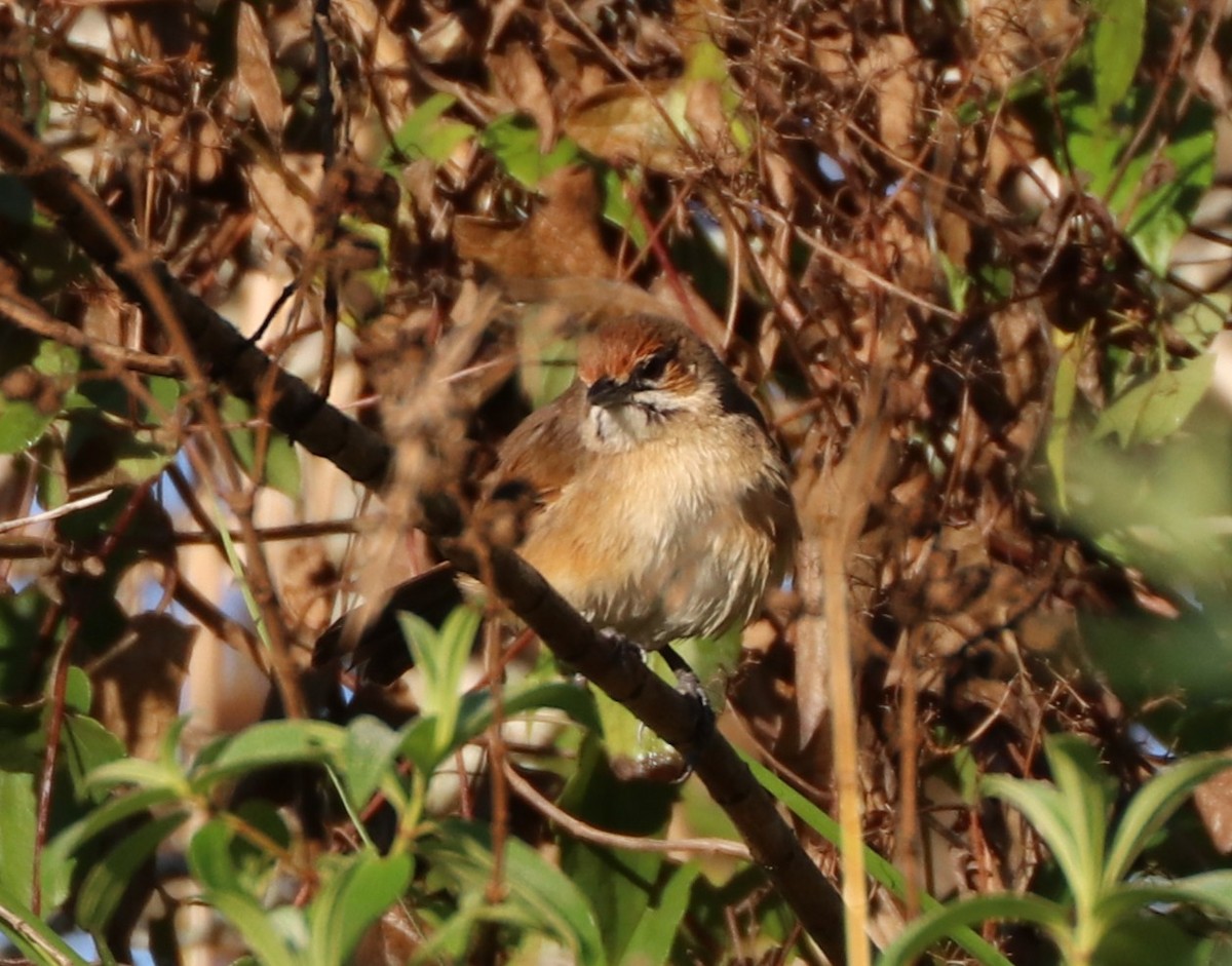 Moustached Grass-Warbler - ML643334335