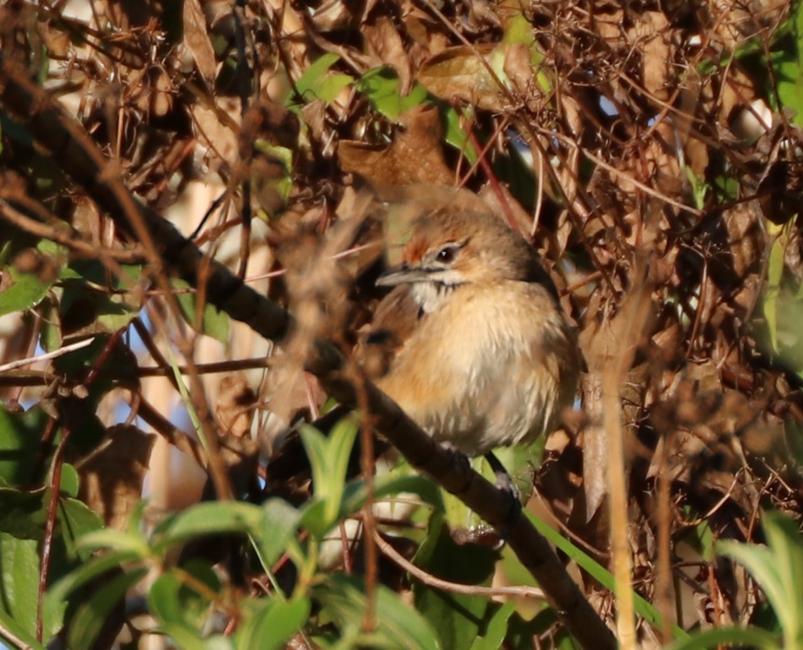 Moustached Grass-Warbler - ML643334336