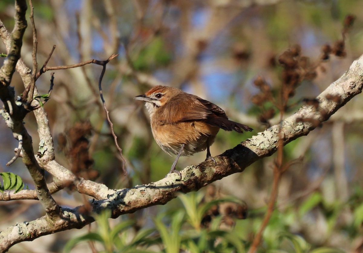 Moustached Grass-Warbler - ML643334337