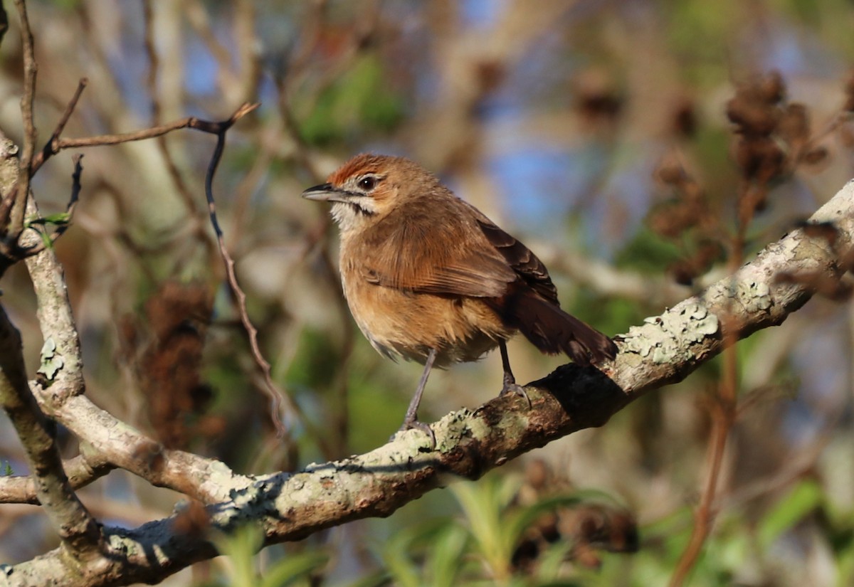 Moustached Grass-Warbler - ML643334338