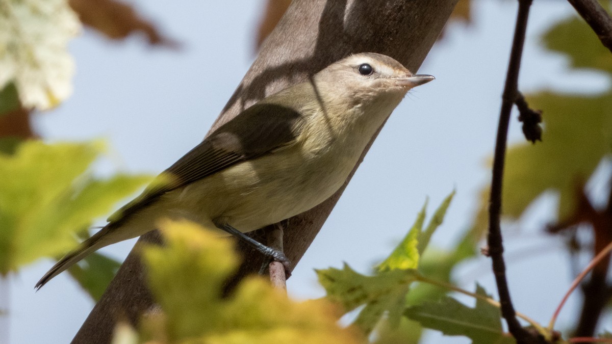 Warbling Vireo - ML643334340