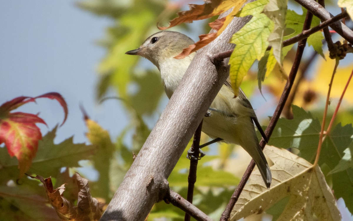 Warbling Vireo - ML643334341