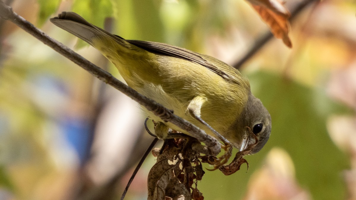Orange-crowned Warbler (Gray-headed) - ML643334342