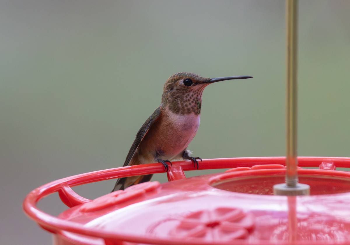 Rufous Hummingbird - ML643334343