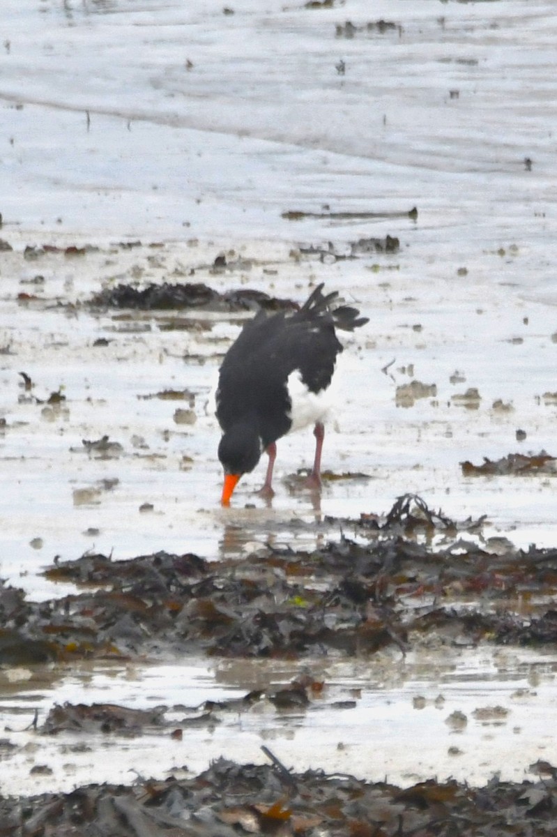 Eurasian Oystercatcher - ML643334344