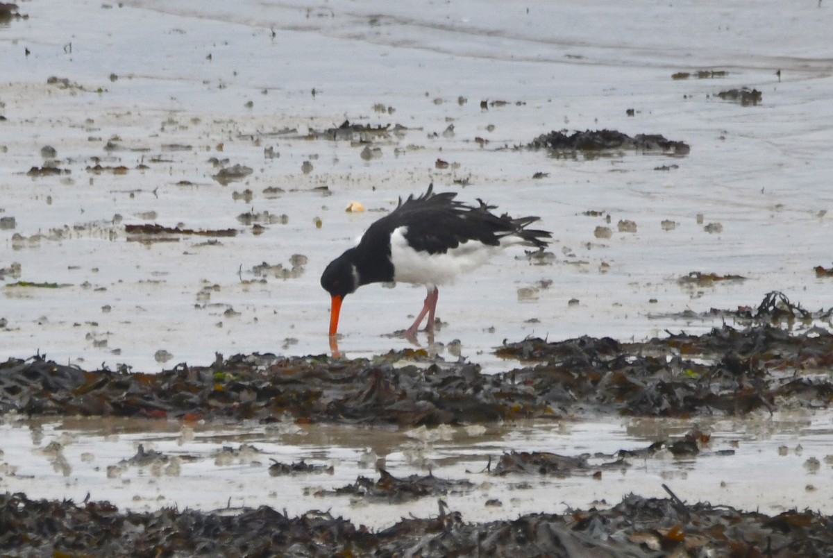 Eurasian Oystercatcher - ML643334345