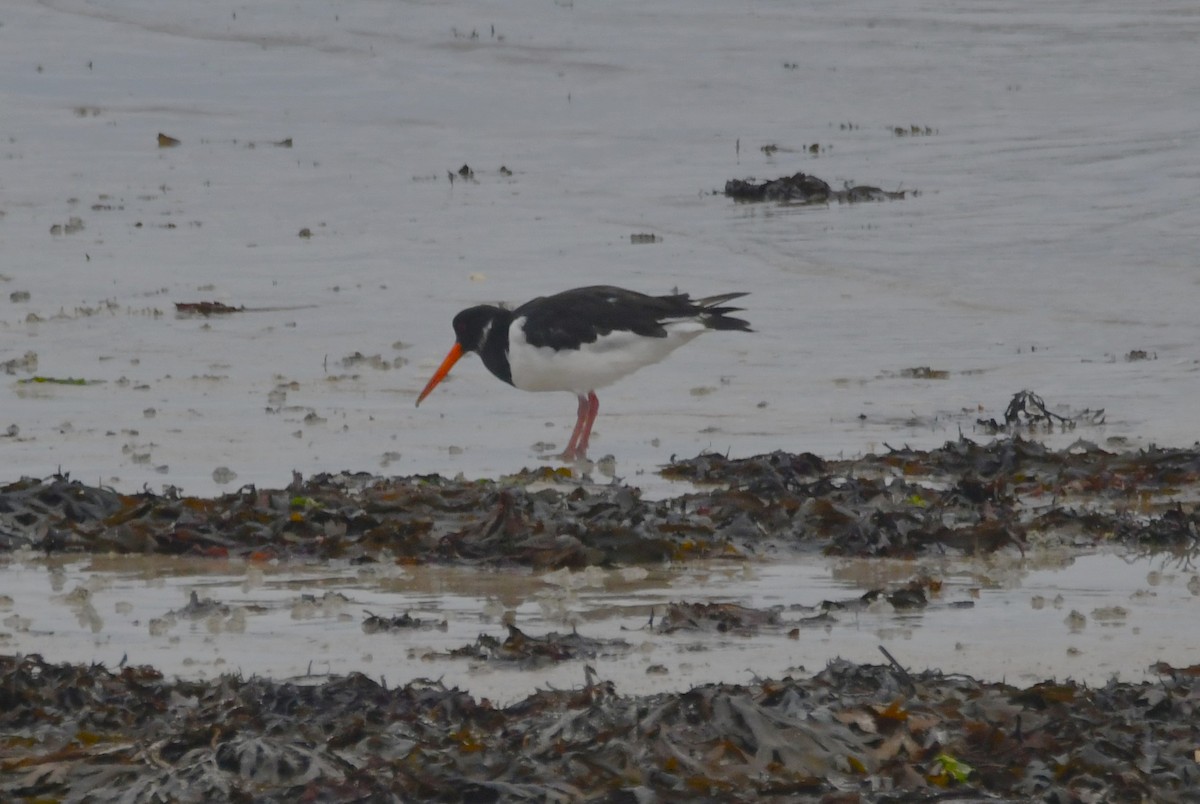 Eurasian Oystercatcher - ML643334346