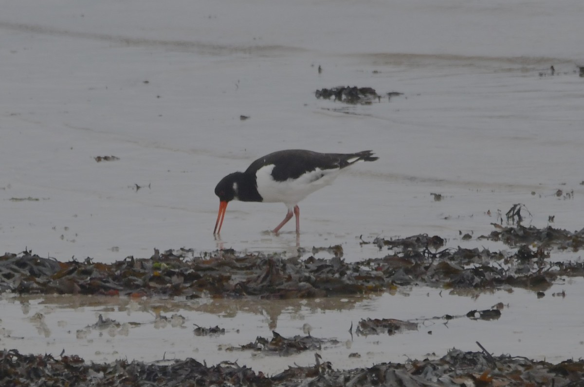 Eurasian Oystercatcher - ML643334347