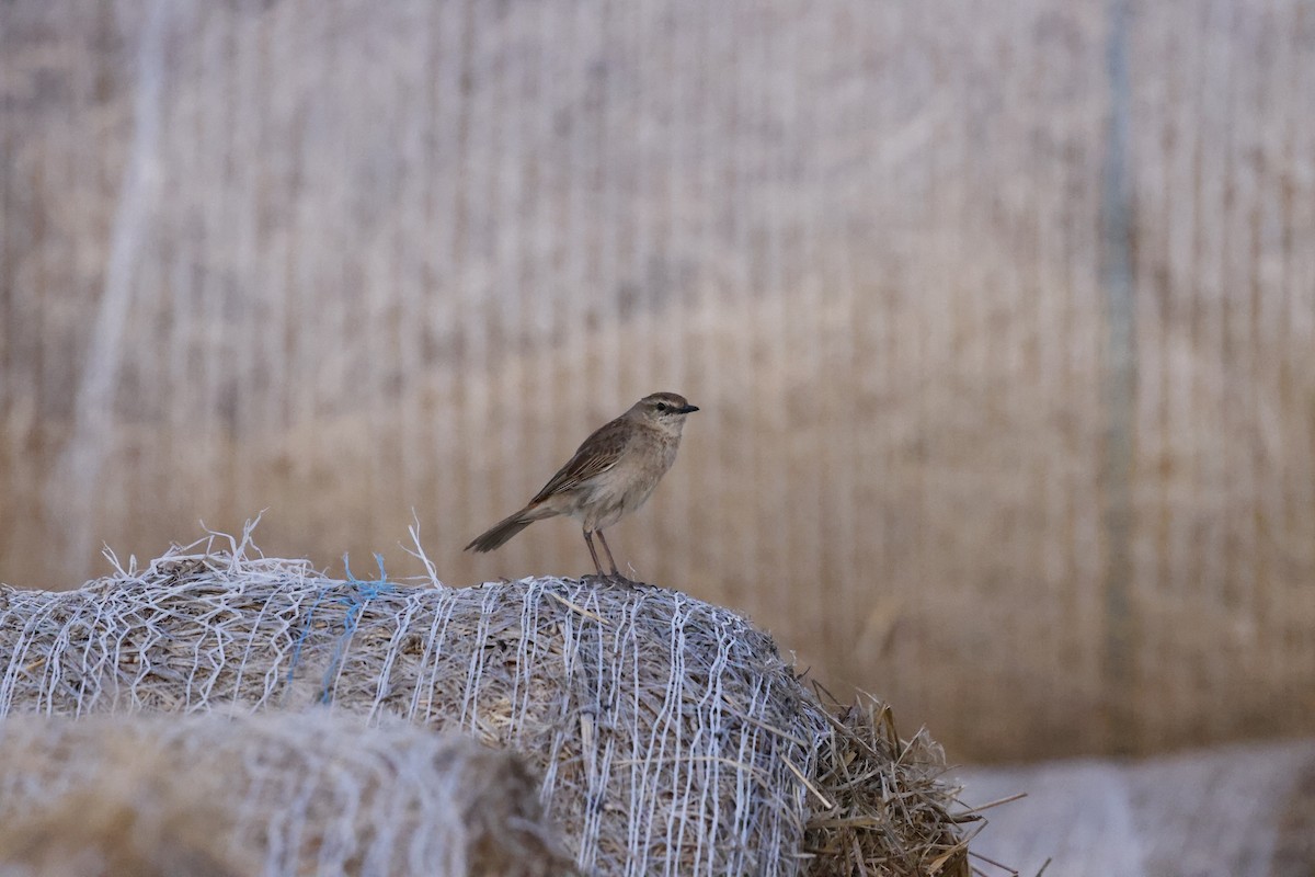Rufous Songlark - ML643334349