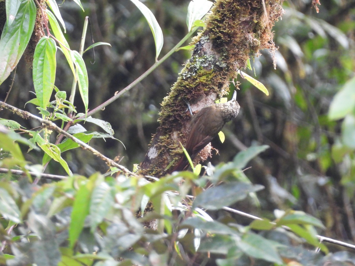 Olive-backed Woodcreeper - ML643334350
